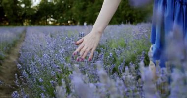 Lavanta içerek kadın eli koşularını kapat ve yaz günü çiçek açan lavanta tarlasında yürü. Yavaş çekim