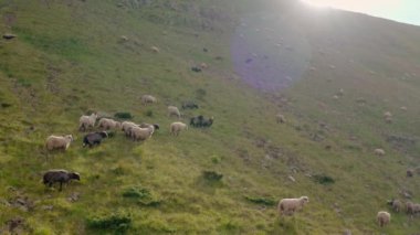 Hava aracı görüntüsü. Dağ otlağında bir koyun sürüsü, Svydovets Dragobrat V4