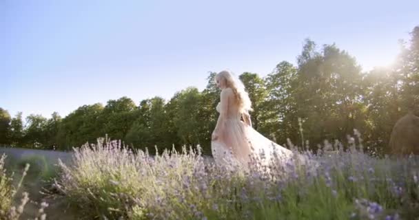 Vue cinématique de la femme marchant à partir de champs de lavande colorés par une journée ensoleillée fleurissant fleurs violettes. V3 — Video