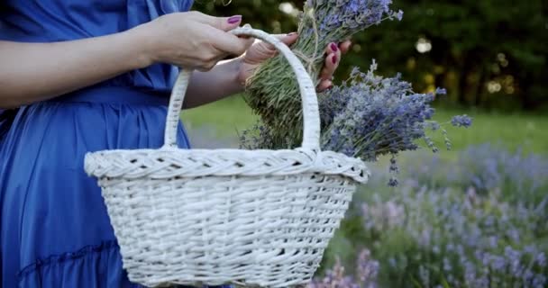 Close up Femmina con cesto di vimini rimanere nel campo di lavanda in fiore il giorno d'estate e mette un mazzo di lavanda in un cesto. Rallentatore V2 — Video Stock