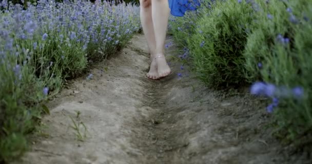 Close up Camminata femminile gamba sul campo di lavanda in fiore il giorno d'estate. Rallentatore V2 — Video Stock