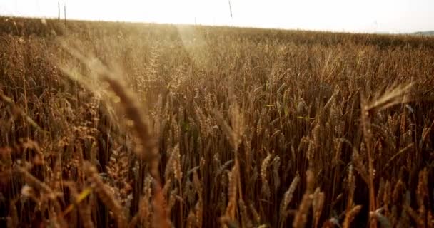 Campo de trigo em amadurecimento ao pôr-do-sol. Conceito de negócio agrícola. Fechar — Vídeo de Stock