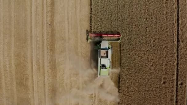 Draufsicht aus der Luft Erntemaschine, die reife Weizenernte abholzt, bereit für den Transport und die Veredelung. — Stockvideo