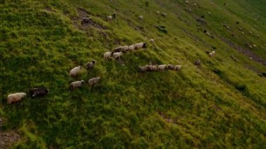 Hava aracı görüntüsü. Dağ otlağında bir koyun sürüsü, Svydovets Dragobrat V5