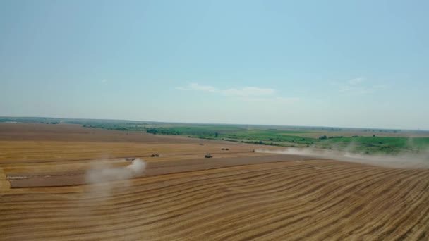 Luchtdrones bekijken veel oogstmachines die rijpe tarwegewassen omhakken die klaar zijn om te worden vervoerd en geraffineerd. Breed beeld — Stockvideo