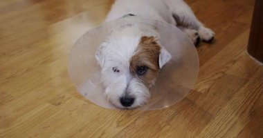 Koruyucu Tasmayla yerde yatıp kameraya bakan sevimli bir köpek. Jack Russell Teriyeri