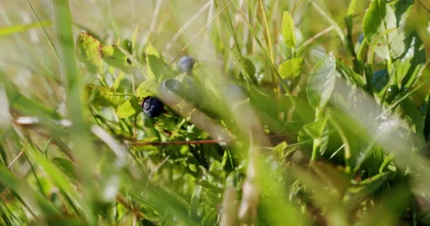 关闭森林中的野生有机蓝莓，收获有机浆果。V2 — 图库视频影像