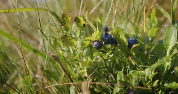 关闭森林中的野生有机蓝莓，收获有机浆果。V3 — 图库视频影像