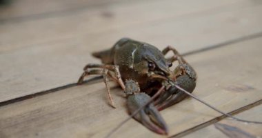 Sağlıklı ve aktif taze nehir ıstakozu ya da tabel üzerinde yürüyen kerevit. V2