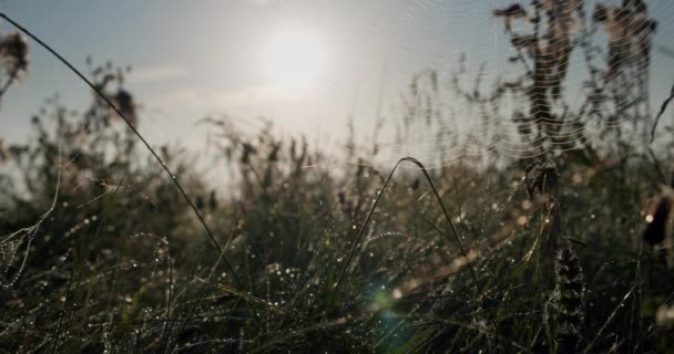Pavučina s kapkami Mokrá s kapkami trávy před východem slunce. Zavřít V2 — Stock video