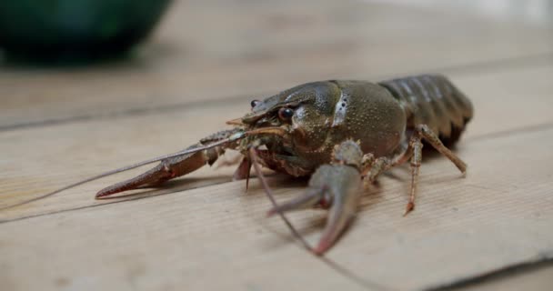 Langosta o cangrejo de río fresco saludable y activo caminando en una tabla. V3 — Vídeos de Stock