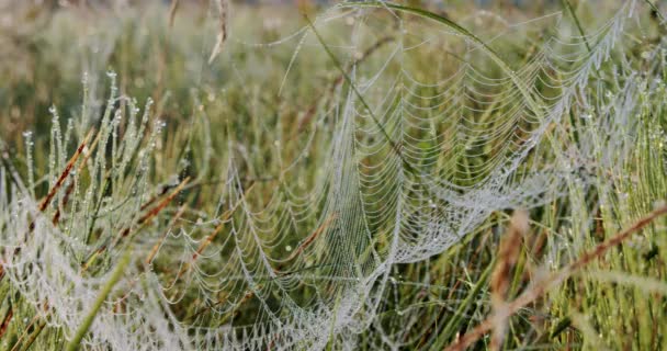 Spindlar nät med droppar Blöt med droppar vatten gräs före soluppgång. Närbild V3 — Stockvideo