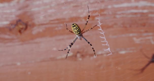 De cerca, Spider Argiope bruennichi en la web sobre un fondo de árbol — Vídeo de stock