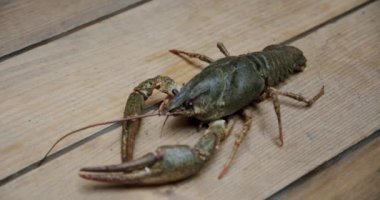 Sağlıklı ve aktif taze nehir ıstakozu ya da tabel üzerinde yürüyen kerevit. V4