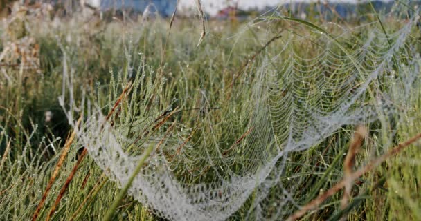 Spinnen web met druppels Nat met druppels water gras voordat de zon opkomt. Sluiten V5 — Stockvideo