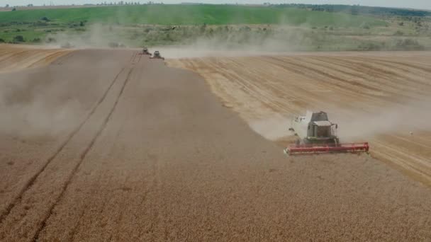 Draufsicht der Drohne Erntemaschine, die reife Weizenernte abholzt, bereit für den Transport und die Veredelung. V6 — Stockvideo