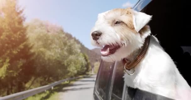 Jack Russell Terrier blickt aus dem offenen Autofenster. Nahaufnahme Zeitlupe — Stockvideo
