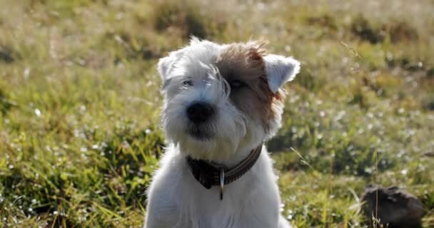 Щасливий милий дружній джек-російський тер'єр домашня собака в траві і посміхається. крупним планом — стокове відео
