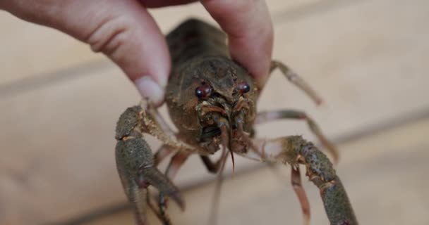 Langosta o cangrejo de río fresco sano y activo que sostiene los dedos masculinos. De cerca. — Vídeos de Stock