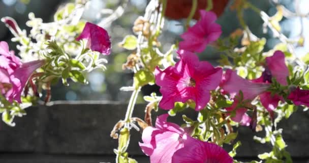 Rosafarbene Petunienblüte mit Sonnenaufgang und Schunkeln im Wind. Zeitlupe in Nahaufnahme — Stockvideo