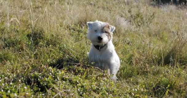 Glückliche niedliche freundliche Jack Russell Terrier Haustier Hund im Gras und lächelt. Nahaufnahme V2 — Stockvideo