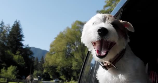 Jack Russell Terrier regarde par la fenêtre ouverte de la voiture. Gros plan Mouvement lent V3 — Video