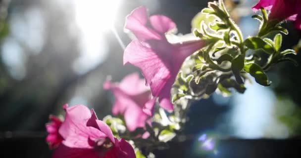 Rosa lax petunia blomma med soluppgång och svajande i brisen. närbild slow motion V2 — Stockvideo