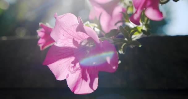 Rosa lax petunia blomma med soluppgång och svajande i brisen. närbild slow motion V4 — Stockvideo