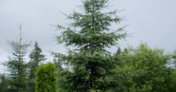 Llueve en el exuberante bosque de pinos visto a través de los árboles. Movimiento lento — Vídeos de Stock