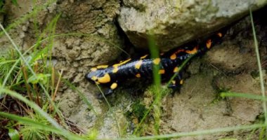 Ateş Semenderi Lat. Salamandra yavaşça taşların üzerinde hareket ediyor. Kapat.