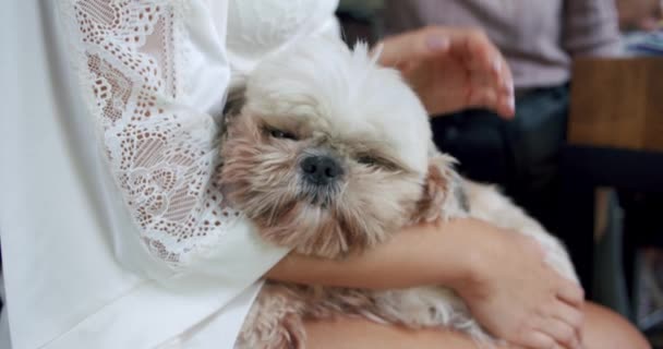 Mujer sosteniendo en sus manos shih-tzu perro en habitación soleada. — Vídeos de Stock