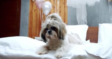 Güneşli odada Shih-tzu köpeğinin yatağında uzanmak.