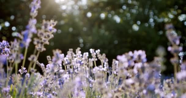 매우 가깝고, 햇빛이 있는 라벤더 식물 V3 — 비디오