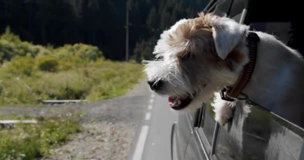 Jack Russell Terrier olha pela janela aberta do carro. Fechar câmera lenta V4 — Vídeo de Stock