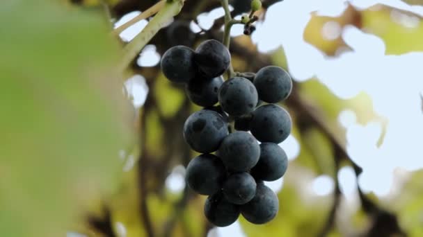 Rijp sappige donkere druiven op de takken van de zon. Close-up. — Stockvideo