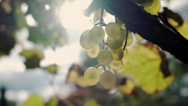 De druiven van groene druiven rijpen op de wijnstok, stralen van de zon. Sluiten. — Stockvideo