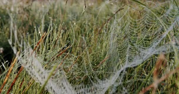 Spinnen web met druppels Nat met druppels water gras voordat de zon opkomt. Sluit V6 af — Stockvideo