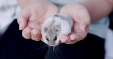 Küçük bir kızın ellerinde oturan gri hamster. Kapat.