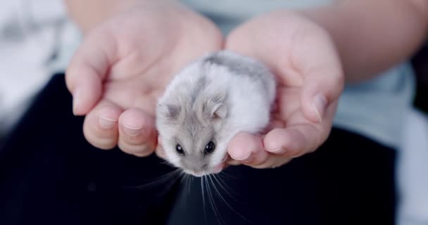 Grå hamster sitter på händerna på en liten flicka. Närbild — Stockvideo