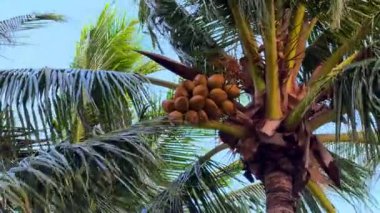 Hindistan cevizli yeşil palmiyelerin stabil görüntüsü ABD 'nin Miami sahilinde mavi gökyüzüne karşı rüzgarda sallanıyor. Yüksek kalite 4k görüntü