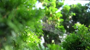 Bahçedeki yemyeşil çalılar arasında uzanan örümcek ağı güneş ışığında parlıyor. Işıldayan ipek iplikler hafif meltemde görülebilir. Yüksek kalite 4k görüntü