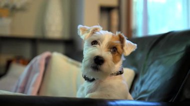 Köpek Jack Russel kanepede oturur ve efendiye bakar, evde bağırır. Yüksek kalite 4k görüntü