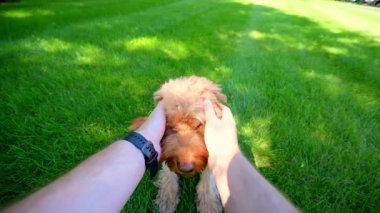 Köpek çimlerin üzerinde otururken insan elleri nazikçe köpeğin başını tutuyor. POV görünümü. Yüksek kalite 4k görüntü