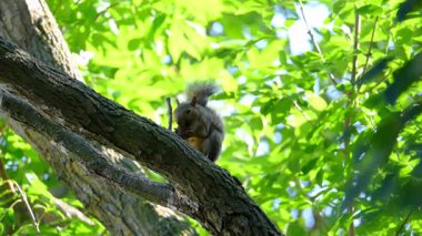 Geçen yaz boyunca ağaçta fındık yiyen gri kahverengi sincap. Yüksek kalite 4k görüntü
