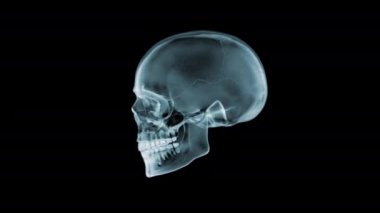 Kafatası X-Ray 360 derece dönüyor. Kusursuz döngü. 3D animasyon. 4k