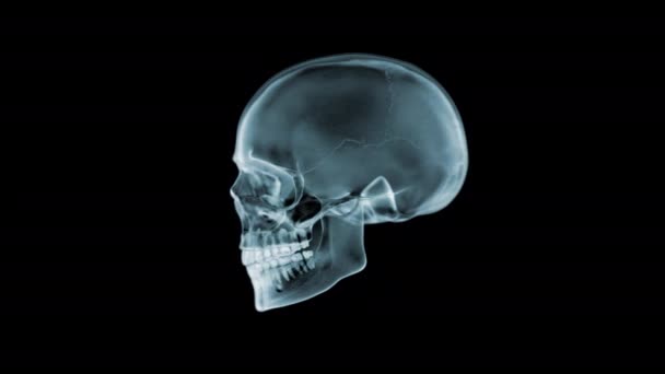 Crâne X-Ray tournant à 360 degrés. Boucle sans couture. Animation 3D. 4K 