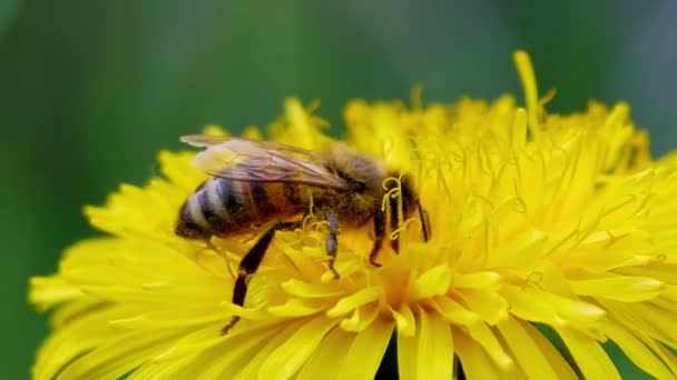 Ape Raccoglie Polline Dente Leone Macro Sparato — Video Stock