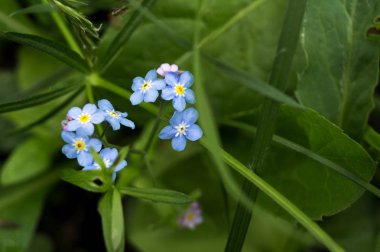 taze mavi unutma çiçek Bahçe ve bahar için