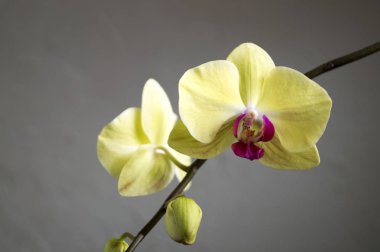 Phalaenopsis orkide gri bir arka plan üzerinde güzel yumuşak çiçek