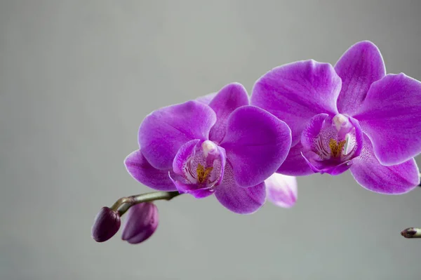 Beautiful gentle flowers of Phalaenopsis orchids on a gray background